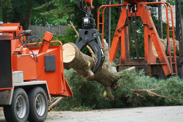 Large Tree Removal in South Valley, NM